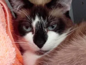 Gato raça Srd  idade 2 anos nome Branca belíssima 