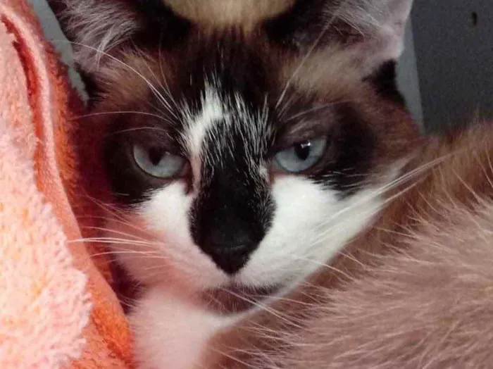 Gato raça Srd  idade 2 anos nome Branca belíssima 