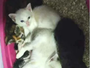 Gato raça Indefinida  idade Abaixo de 2 meses nome Filhotes de 1 mês de