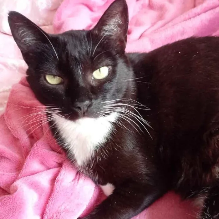 Gato raça Srd frajolinha  idade 2 anos nome Ariane linda frajola