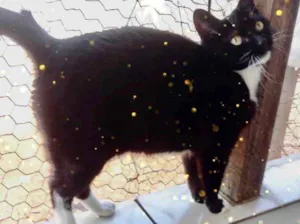 Gato raça Srd frajolinha  idade 2 anos nome Ariane linda frajola