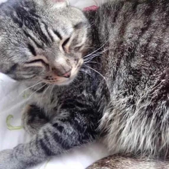 Gato raça Srd  idade 2 anos nome Raja Linda 