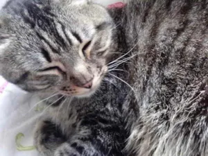 Gato raça Srd  idade 2 anos nome Raja Linda 