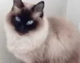 Gato raça Srd  idade 2 anos nome Gatinha maravilhosa 