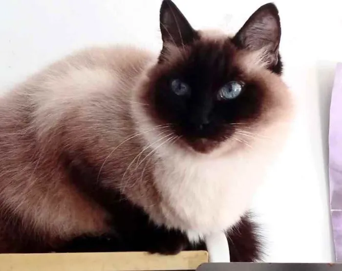 Gato raça Srd  idade 2 anos nome Gatinha maravilhosa 