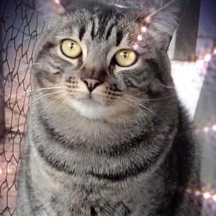 Gato raça Srd  idade 1 ano nome Tom gorduchinho 