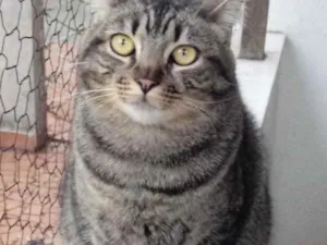 Gato raça Srd  idade 1 ano nome Tom gorduchinho 