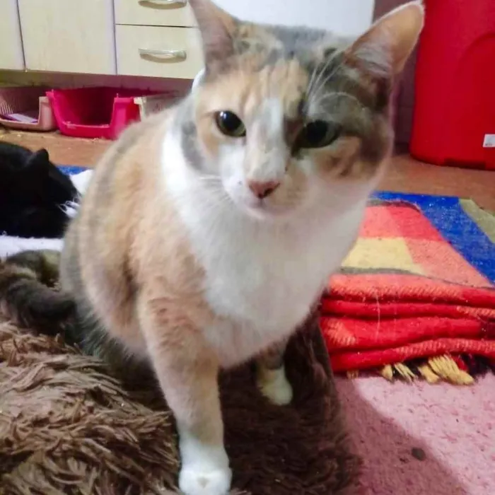 Gato raça Srd  idade 1 ano nome Fumaça tricolorlinda