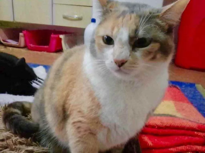 Gato raça Srd  idade 1 ano nome Fumaça tricolorlinda