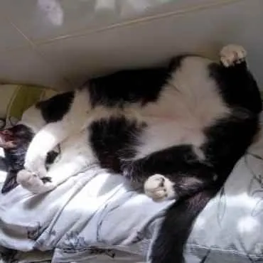 Gato raça Srd frajolinha  idade 1 ano nome Pitoco SUPER FOFO 