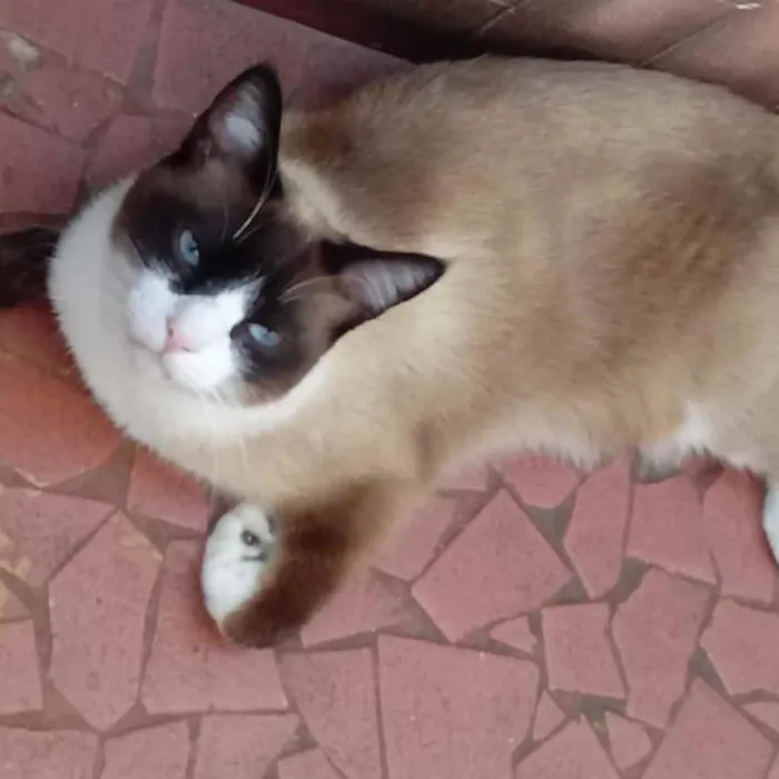 Gato raça Srd lindo  idade 2 anos nome Bolacha lindo 