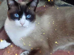Gato raça Srd lindo  idade 2 anos nome Bolacha lindo 