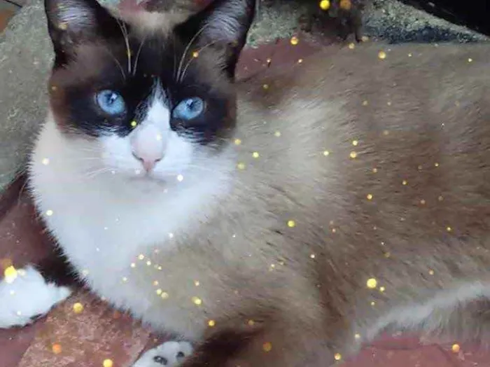 Gato raça Srd lindo  idade 2 anos nome Bolacha lindo 