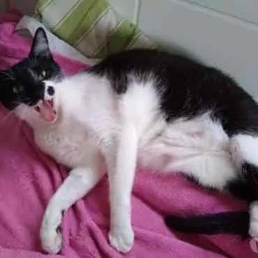 Gato raça Srd frajolinha  idade 2 anos nome Sarah Linda frajola 