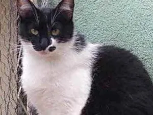 Gato raça Srd frajolinha  idade 2 anos nome Sarah Linda frajola 