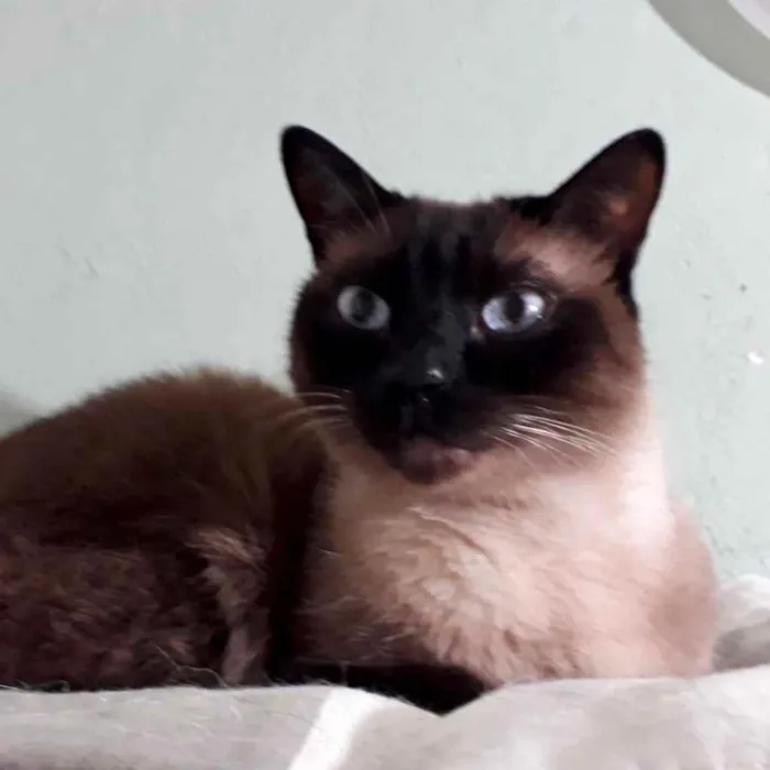 Gato raça Siamês  idade 7 a 11 meses nome Nick siamês lindo 