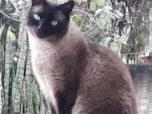 Gato raça Siamês  idade 7 a 11 meses nome Nick siamês lindo 