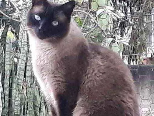 Gato raça Siamês  idade 7 a 11 meses nome Nick siamês lindo 