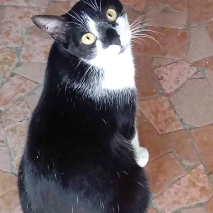 Gato raça Srd frajolinha Linda  idade 1 ano nome Linguiça linda 