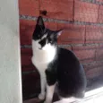 Gato raça Srd frajolinha Linda  idade 1 ano nome Linguiça linda 