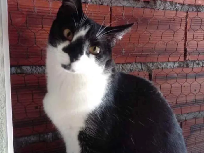 Gato raça Srd frajolinha Linda  idade 1 ano nome Linguiça linda 