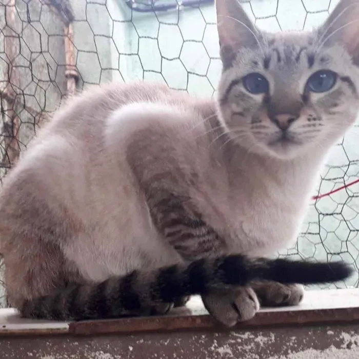 Biscoito bebê lindo