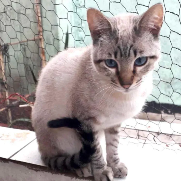 Gato raça Srd Lindo idade 7 a 11 meses nome Biscoito bebê lindo 