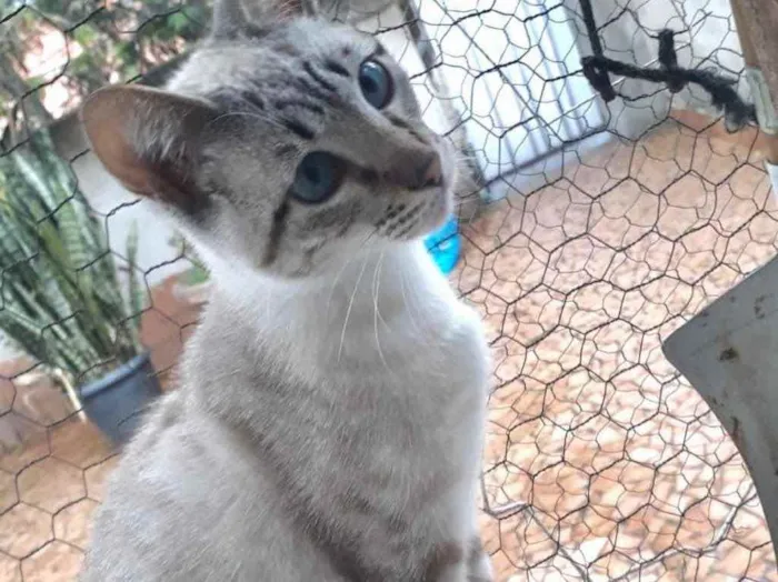 Gato raça Srd Lindo idade 7 a 11 meses nome Biscoito bebê lindo 