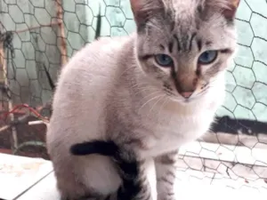 Gato raça Srd Lindo idade 7 a 11 meses nome Biscoito bebê lindo 