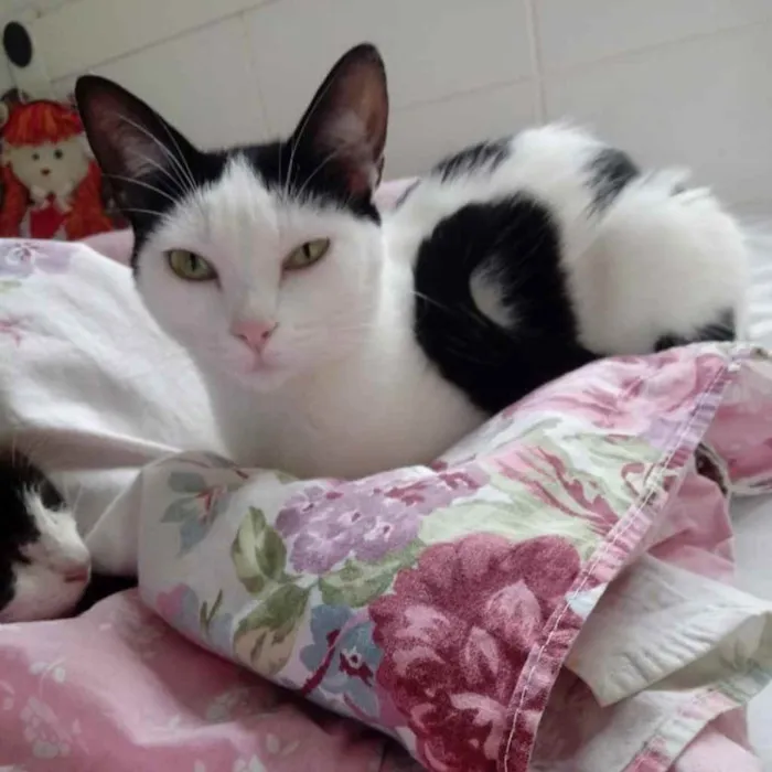 Gato raça Srd Linda  idade 1 ano nome Cherry Linda 