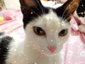 Gato raça Srd Linda  idade 1 ano nome Cherry Linda 