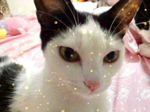 Gato raça Srd Linda  idade 1 ano nome Cherry Linda 