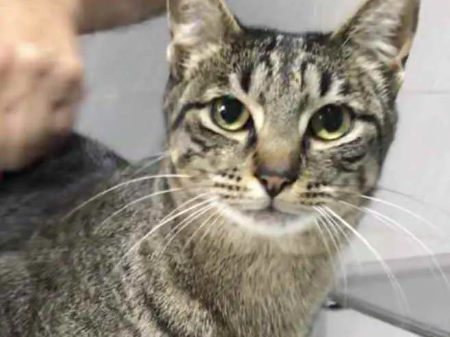 Gato raça Srd idade 1 ano nome Gucci lindíssimo 