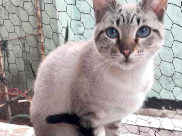 Gato raça Srd Lindo idade 7 a 11 meses nome Biscoito bebê lindo 