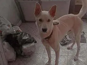 Cachorro raça mistura idade 2 anos nome Scooby