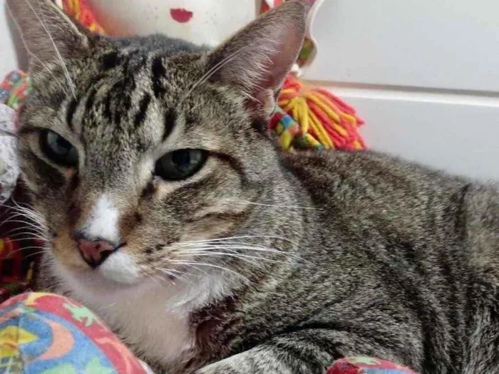 Gato raça Srd  idade 2 anos nome Tigue lindo 