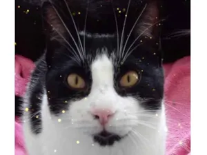 Gato raça Srd frajolinha  idade 1 ano nome Pitoco SUPER FOFO 