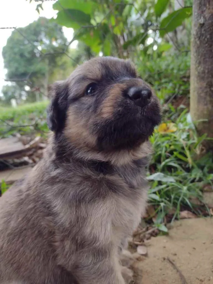 Cachorro ra a SRD  idade Abaixo de 2 meses nome Lili