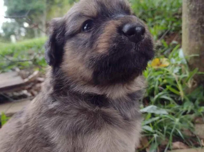 Cachorro ra a SRD  idade Abaixo de 2 meses nome Lili
