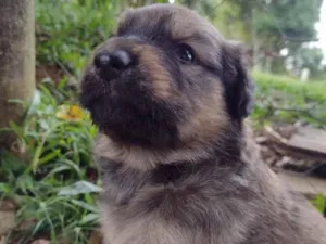 Cachorro raça SRD  idade Abaixo de 2 meses nome Lili