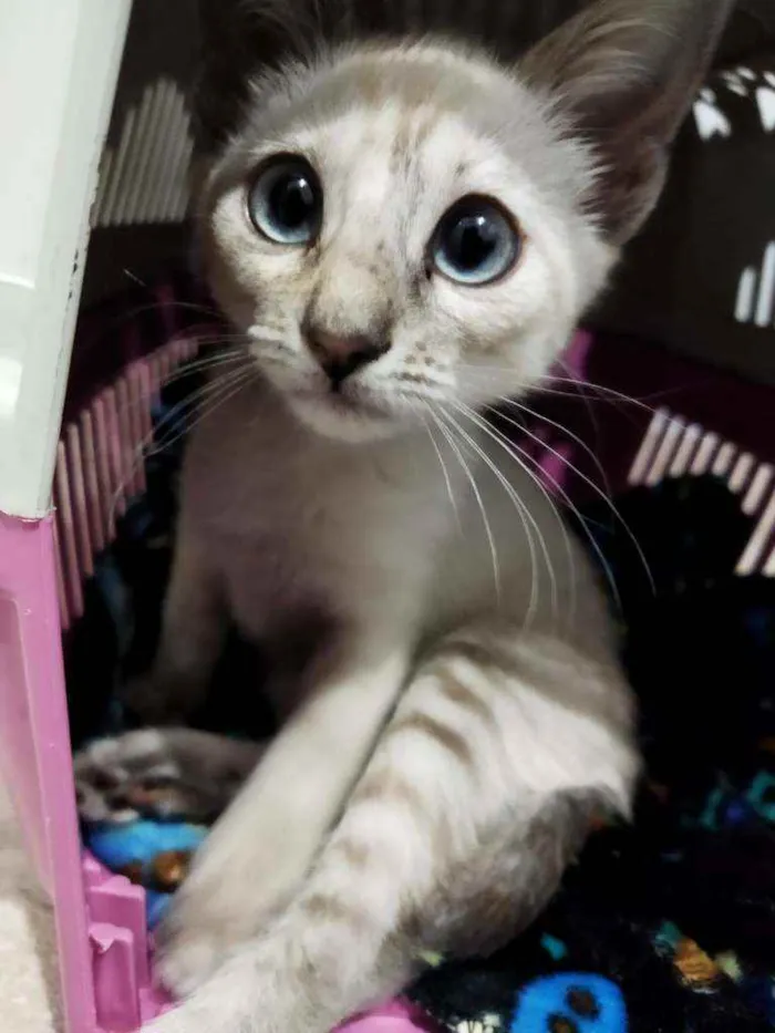 Gato ra a Desconhecida idade 2 a 6 meses nome Monalisa