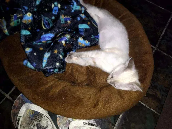Gato ra a Desconhecida idade 2 a 6 meses nome Monalisa
