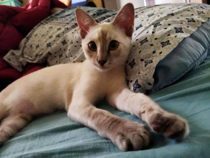 Gato ra a Desconhecida idade 2 a 6 meses nome Monalisa