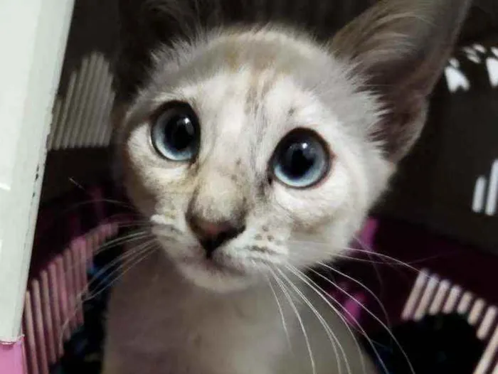Gato ra a Desconhecida idade 2 a 6 meses nome Monalisa