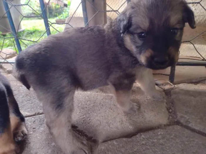 Cachorro ra a SRD  idade Abaixo de 2 meses nome Maria Laura