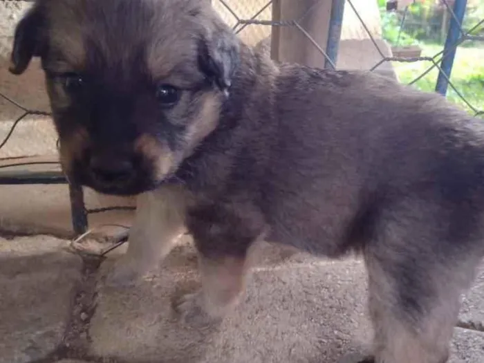 Cachorro ra a SRD  idade Abaixo de 2 meses nome Maria Laura