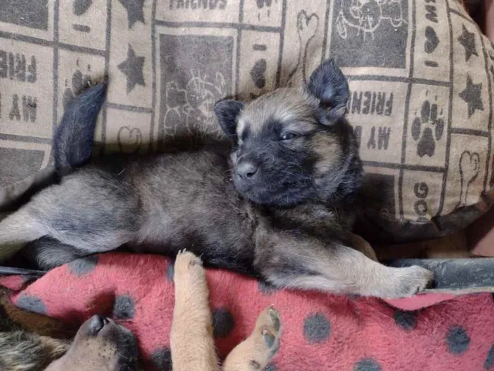 Cachorro ra a Srd idade Abaixo de 2 meses nome Pedro 
