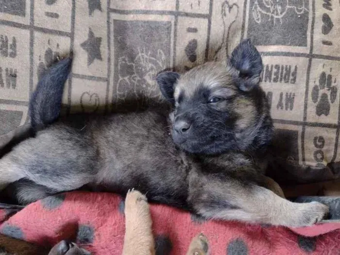 Cachorro ra a Srd idade Abaixo de 2 meses nome Pedro 