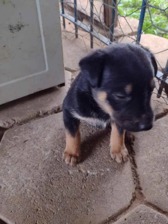 Cachorro ra a Srd idade Abaixo de 2 meses nome José Henrique 