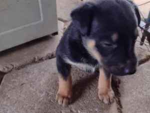 Cachorro raça Srd idade Abaixo de 2 meses nome José Henrique 